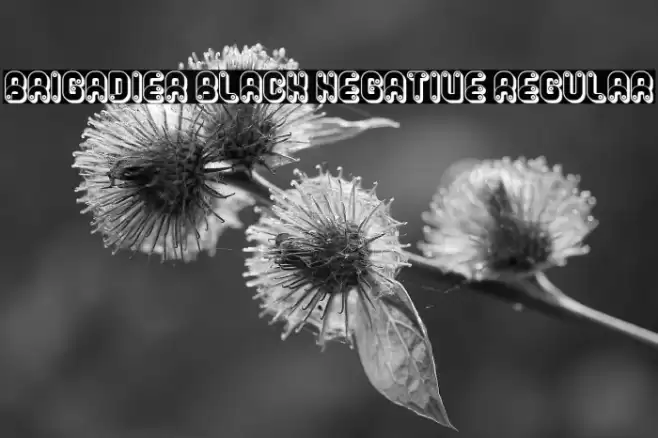 Brigadier Black Negative Regular Caratteri examples