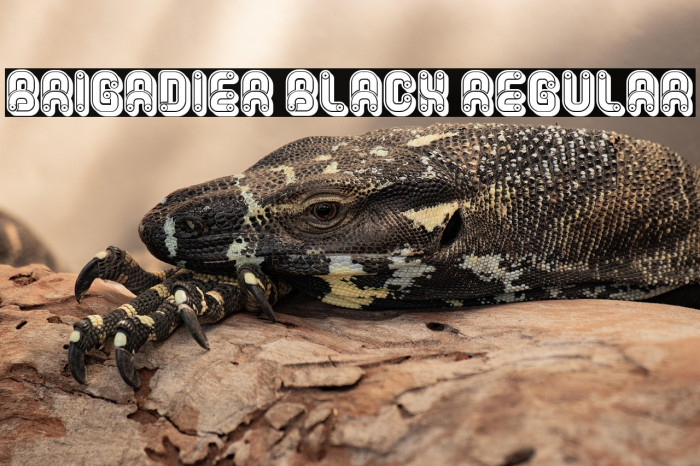 Brigadier Black Regular Example 2