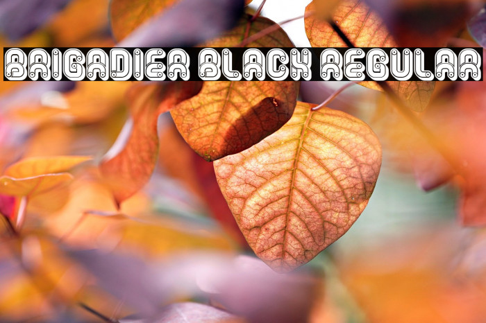Brigadier Black Regular Example 3