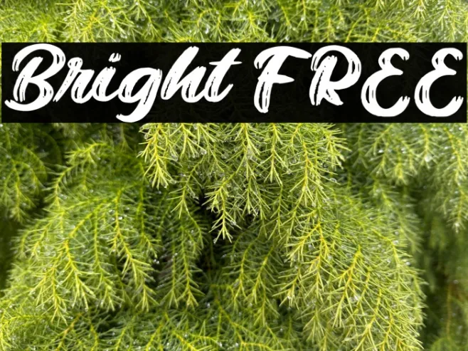 Bright FREE Example 1