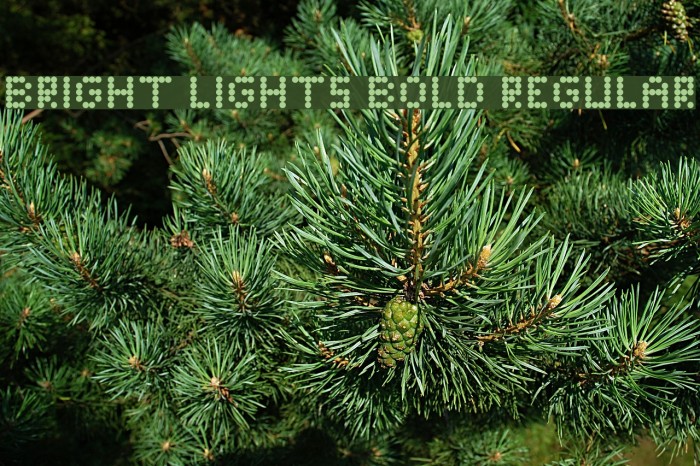 Bright Lights Bold Regular Font examples