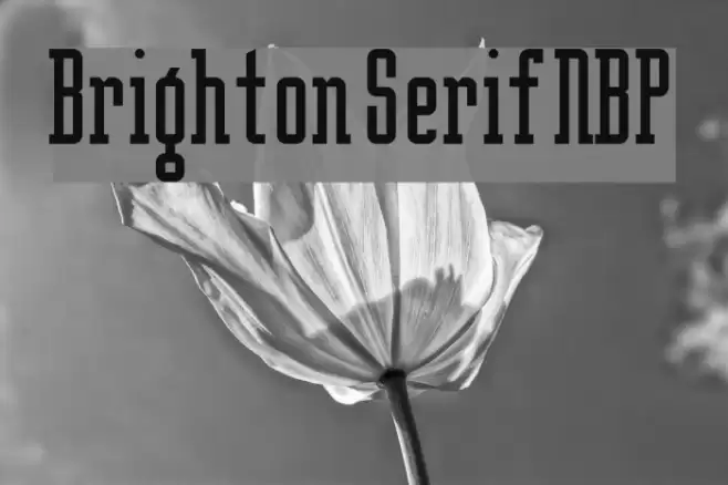Brighton Serif NBP Font examples