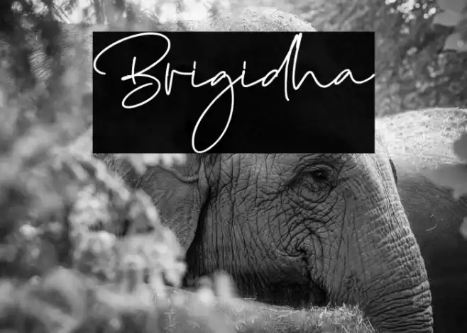 Brigidha Fuentes examples