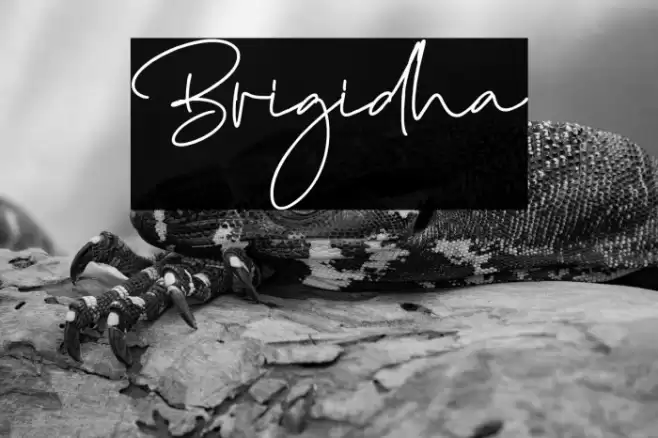 Brigidha Fuentes examples