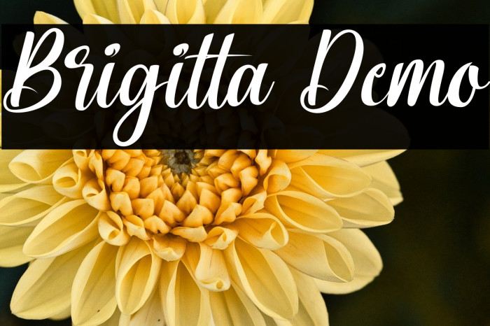 Brigitta Demo Example 2