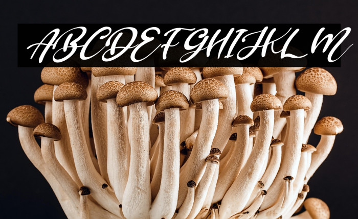 Brillian Italic Example 2