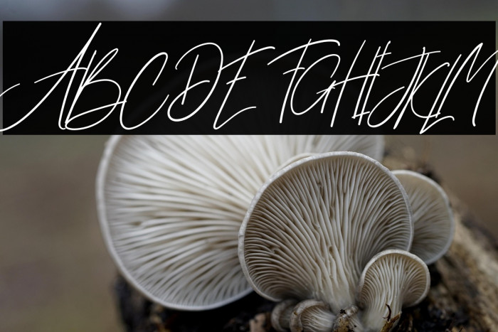 Brillian Signature Example 1