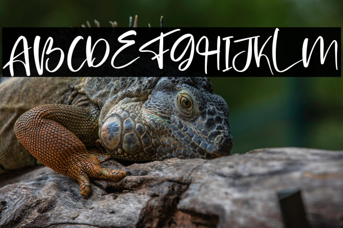 Brilliant Castelo Example 1