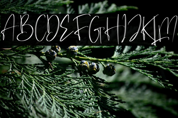 Brilliant Signature Example 1