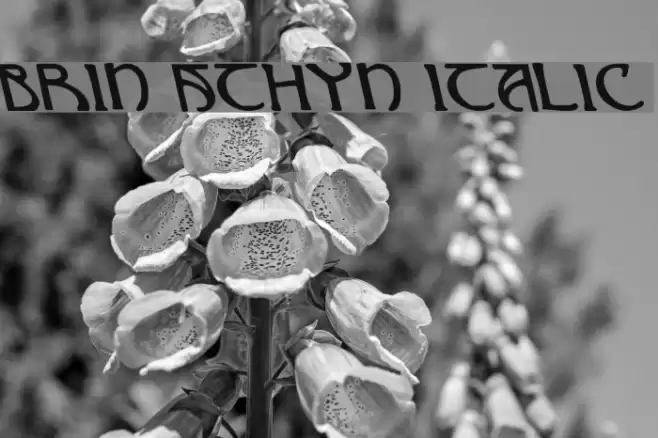 Brin Athyn Italic خط examples