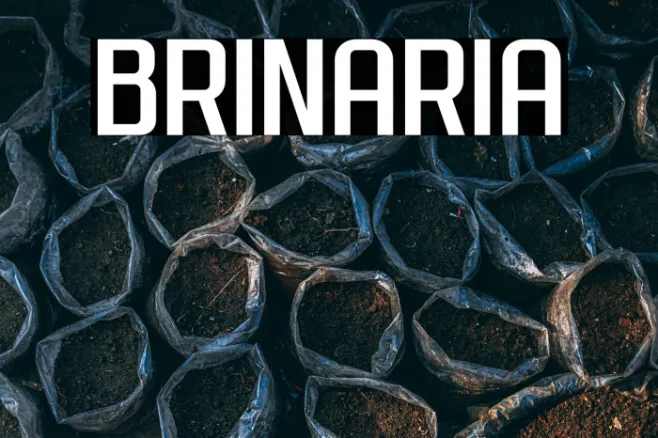 Brinaria Example 2
