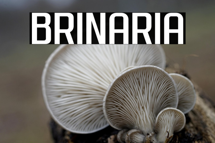 Brinaria Example 3