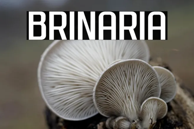 Brinaria Example 3