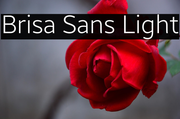 Brisa Sans Light Example 2