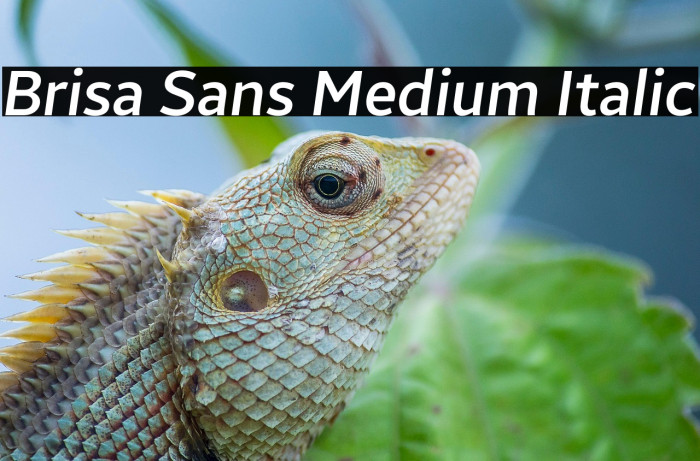 Brisa Sans Medium Italic Example 2