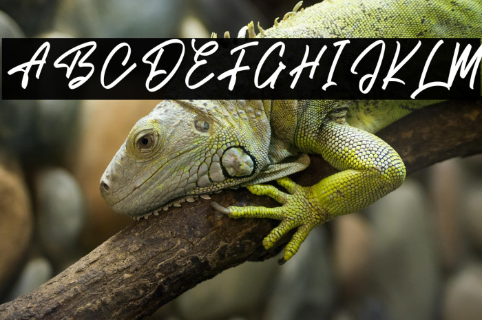 Brish Hair Example 1