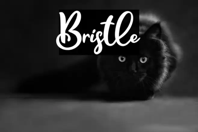 Bristle Font examples