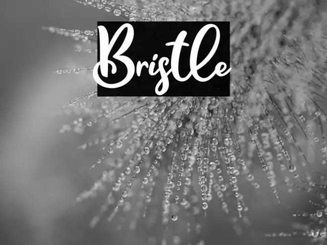 Bristle Font examples