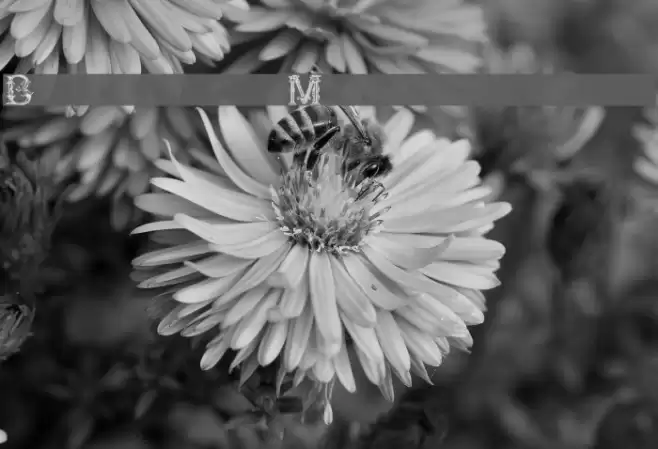 British Museum 1490 Font examples