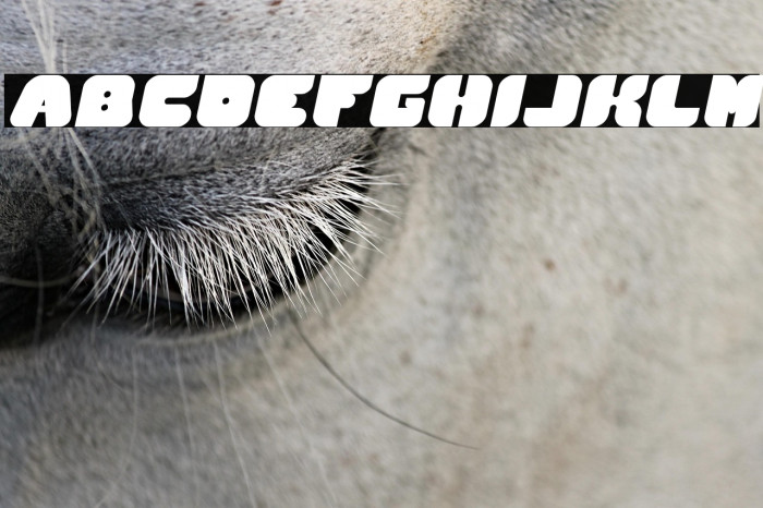 British Pop Music Italic Example 3