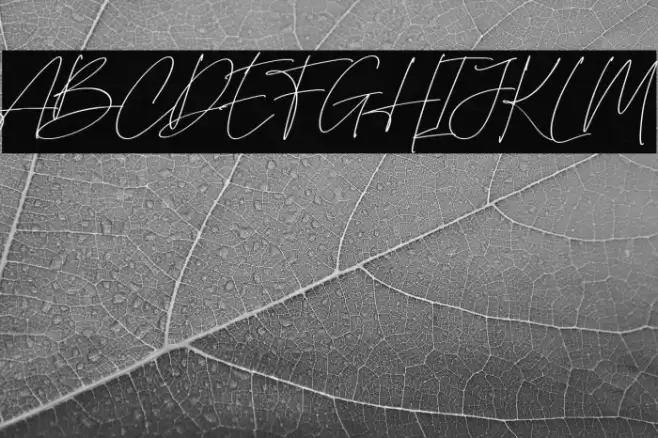 British Shorthair Font examples