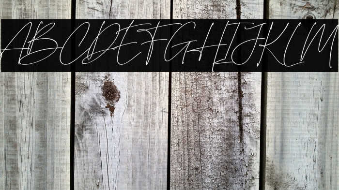 British Shorthair Example 3