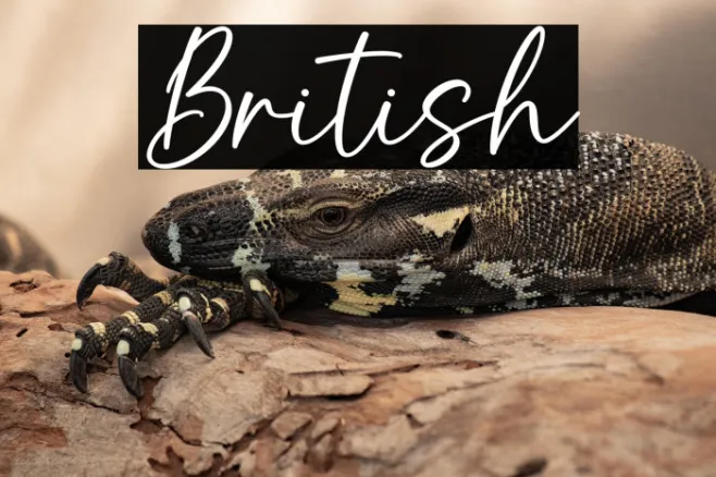 British Example 1