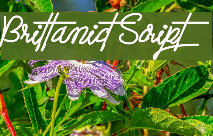 Brittanict Script Font examples