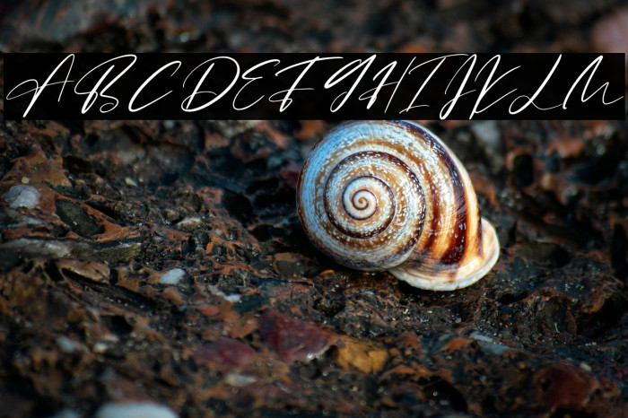 Brittany Angella Example 1