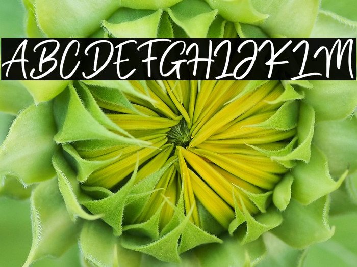 Brittany Golden Example 1