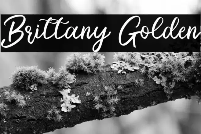 Brittany Golden Font examples
