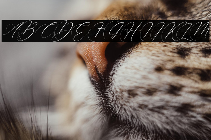 Brittney Style Italic Example 1