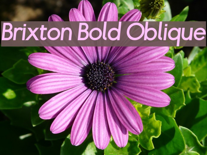 Brixton Bold Oblique Font examples