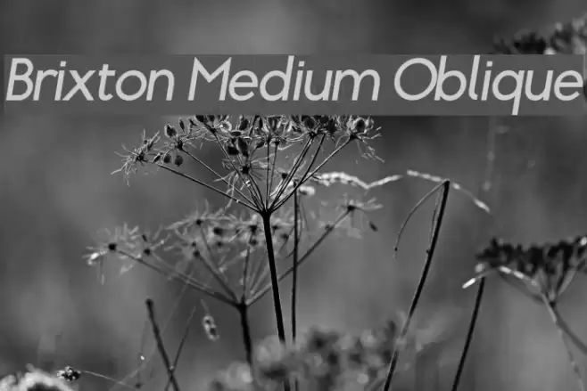 Brixton Medium Oblique Font examples