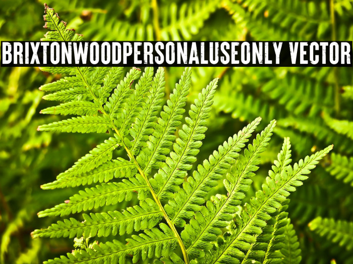 Brixton_Wood_PERSONAL_USE_ONLY Vector Example 1