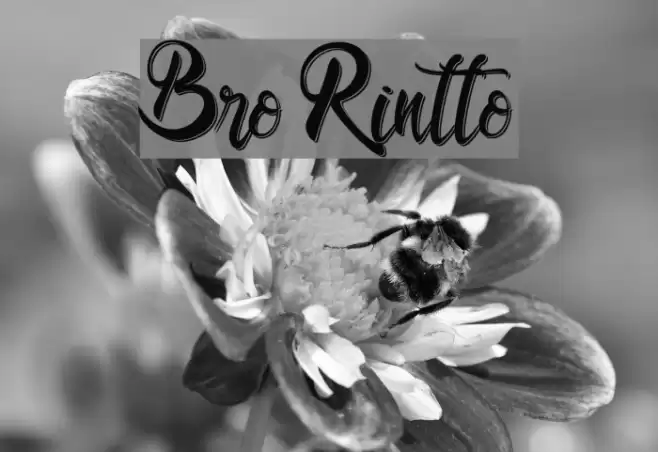 Bro Rintto Font examples