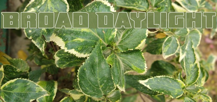 Broad Daylight フォント examples