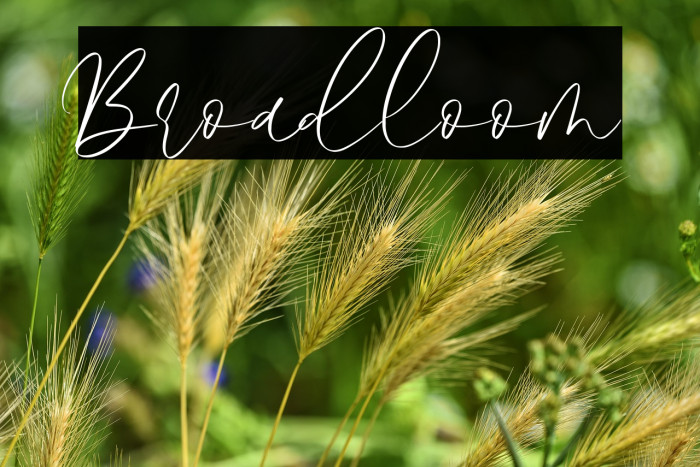 Broadloom 字体 examples