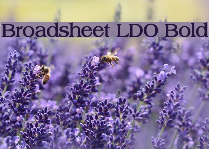 Broadsheet LDO Bold Font examples