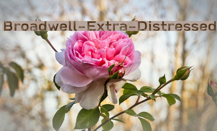 Broadwell-Extra-Distressed Font examples