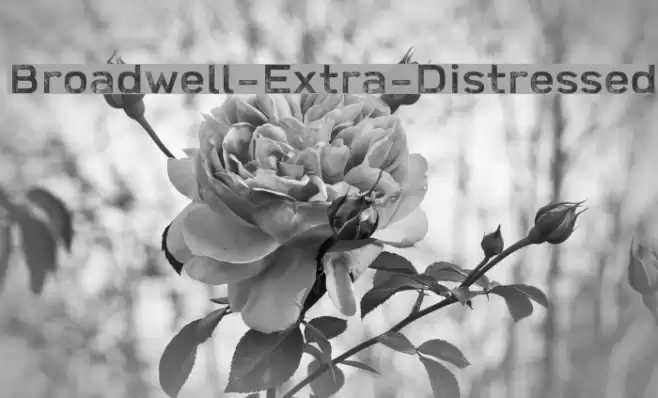 Broadwell-Extra-Distressed Font examples