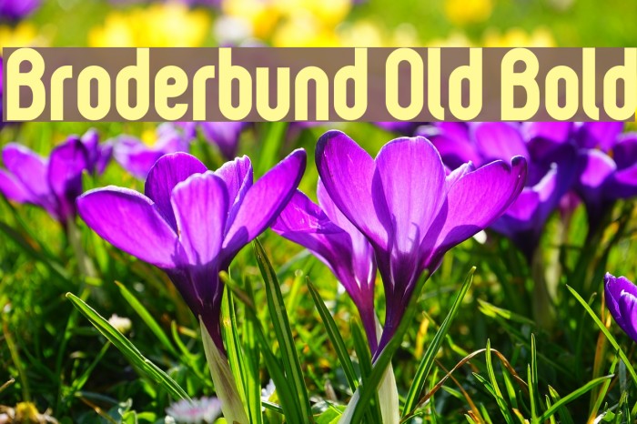 Broderbund Old Bold Example 1