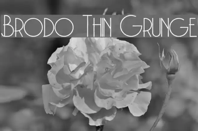Brodo Thin Grunge Font examples