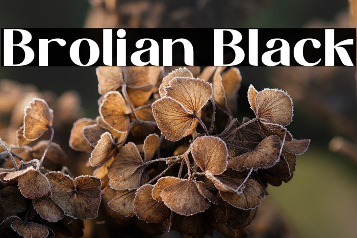 Brolian Black Example 2