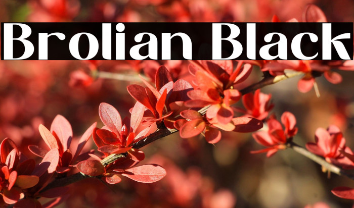 Brolian Black Example 3