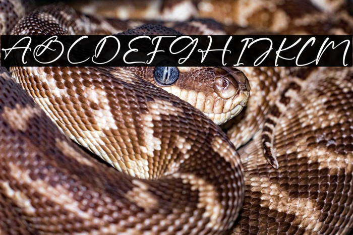 Brompthon Choconuts Example 1