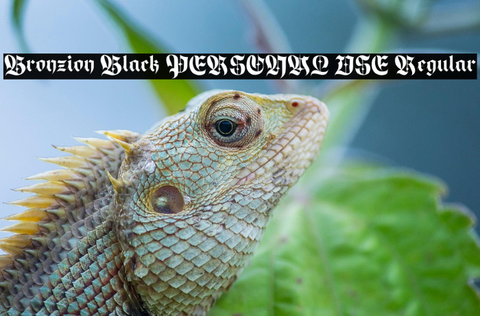 Bronzion Black PERSONAL USE Regular Example 3