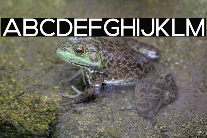 Brood Medium Trial Example 3