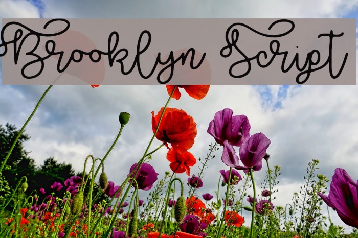 Brooklyn Script Font examples