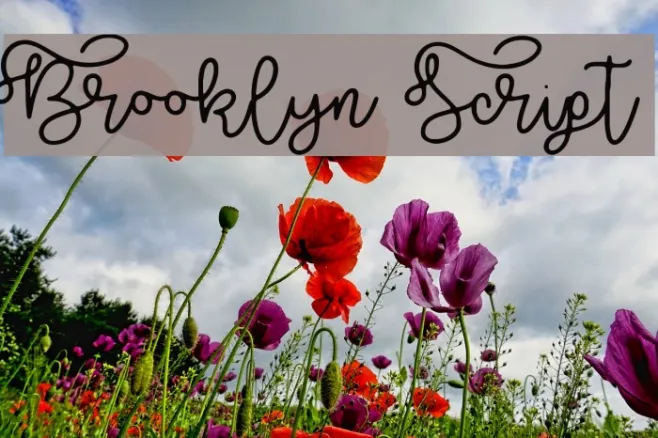 Brooklyn Script Example 2